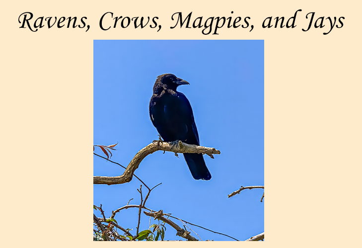 Ravens, Crows, Magpies, and Jays